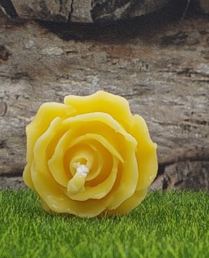 Offene Rose