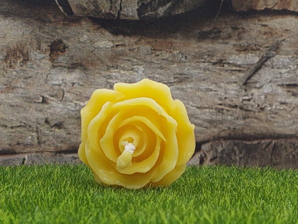Offene Rose
